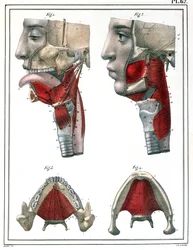 Anatomie des Rachens und Kiefers, aus 