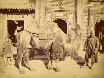 Baktrisches Kamel mit Tierführer, um 1860
