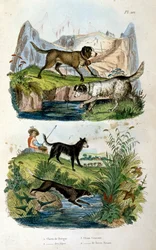 Alpenhunde