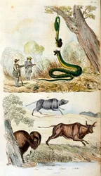 Botanische und zoologische Illustration von F. E. Guerin. Aus Dictionnaire pittoresque d