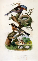 Botanische und zoologische Illustration von F. E. Guerin. Aus Dictionnaire pittoresque d