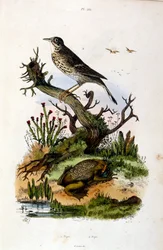 Botanische und zoologische Illustration von F. E. Guerin. Aus Dictionnaire pittoresque d