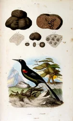 Botanische und zoologische Illustration von F. E. Guerin. Aus Dictionnaire pittoresque d