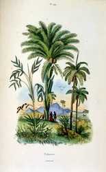 Botanische und zoologische Illustration von F. E. Guerin. Aus Dictionnaire pittoresque d