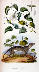 Botanische und zoologische Illustration von F. E. Guerin. Aus Dictionnaire pittoresque d