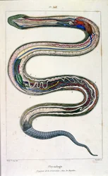 Botanische und zoologische Illustration von F. E. Guerin. Aus Dictionnaire pittoresque d