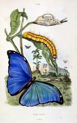 Botanische und zoologische Illustration von F. E. Guerin. Aus Dictionnaire pittoresque d
