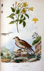 Botanische und zoologische Illustration von F. E. Guerin. Aus Dictionnaire pittoresque d