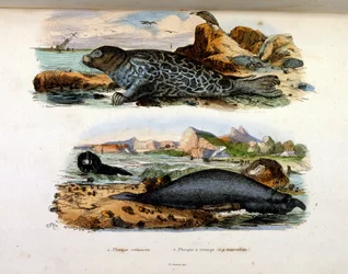 Botanische und zoologische Illustration von F. E. Guerin. Aus Dictionnaire pittoresque d