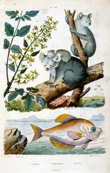 Koalabär und Fisch. Botanische und zoologische Illustration von F. E. Guerin. Aus Dictionnaire pittoresque d