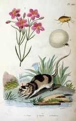 Wasserbeutelratte (Chironectes minimus)