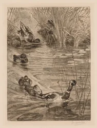 Enten beim Spielen