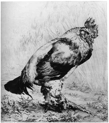 La Coq, ca. 1850-1910, 1924