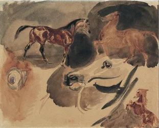 Studie von Pferden