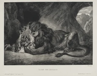 Atlaslöwe, 1829