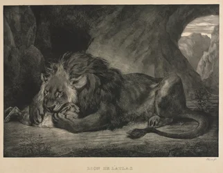 Atlaslöwe, 1829