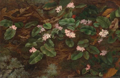 Kriechender Arbutus