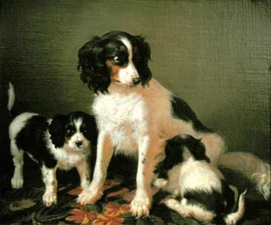 Ein Spaniel mit zwei Welpen