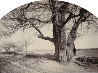 Große Kastanie am Straßenrand, ca. 1875-1880