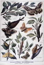 Schädliche Insekten: Raupen, Schmetterlinge und Motten, 1897
