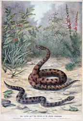 Schlangen und giftige Pflanzen, 1897