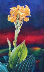 Gelbe Canna-Lilie