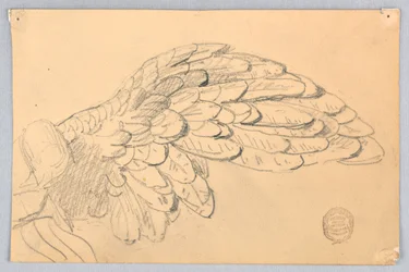 Studie eines Flügels