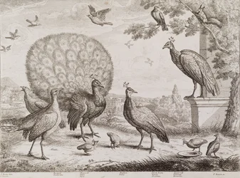 Gruppe von Vögeln mit Pfau