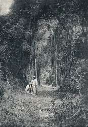 Estrada de Rodagem do Alto Paraná, 1895
