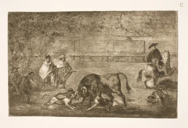 Die Hunde werden auf den Stier gehetzt