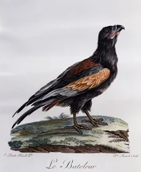 Erwachsener Gaukler, Gravur aus Histoire Naturelle des Oiseaux d