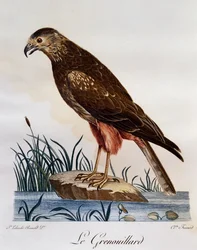 Afrikanischer Rohrweihe (Circus ranivorus), Stich aus Histoire Naturelle des Oiseaux d