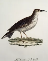 Männlicher Kaplangschwanz (Certhilauda curvirostris), Gravur aus Histoire Naturelle des Oiseaux d