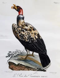 Königsgeier (Sarcoramphus papa), Gravur aus Histoire Naturelle des Oiseaux d