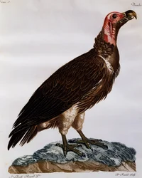 Lappengesichtiger Geier (Torgos tracheliotos), Gravur aus Histoire Naturelle des Oiseaux d