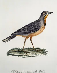 Männlicher Kaplangschwanz (Macronyx capensis), Gravur aus Histoire Naturelle des Oiseaux d