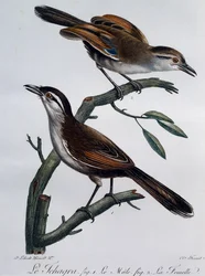 Männchen und Weibchen des Senegaltschagras (Tchagra senegalus), Stich aus Histoire Naturelle des Oiseaux d