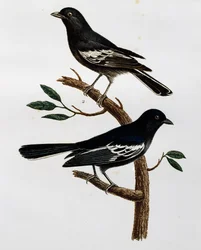 Männchen und Weibchen der Schwarztitte (Parus niger), Gravur aus Histoire Naturelle des Oiseaux d