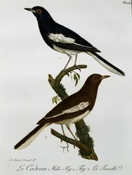 Männchen und Weibchen des Orientalischen Drosselrobin (Copsychus saularis), Gravur aus Histoire Naturelle des Oiseaux d