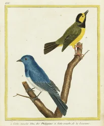 Schwarzkehl-Monarch, Hypothymis azurea 1, und Kapuzenwaldsänger, Setophaga citrina 2