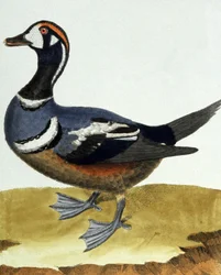 Halsbandente