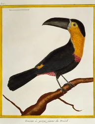 Dottertukan (Ramphastos vitellinus), aus Histoire naturelle des oiseaux
