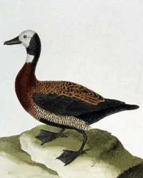 Ente von Maragnan