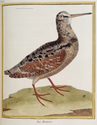 "La becasse", Tafel 885 der Zoologie aus "Histoire des oiseaux" von Francois Nicolas Martinet