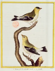 Paar Erlenzeisige, aus 