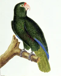 Santo-Domingo-Papagei