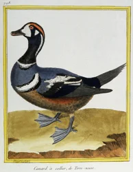 Ente aus Neufundland. Gravur von Francois Nicolas Martinet in: Histoire naturelle des oiseaux, von Georges Louis Leclerc de Buffon, Frankreich, ca. 1777
