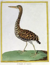 Wissenschaft. Zoologie. Reiher von Cayenne (Französisch-Guayana). Gravur von Francois Nicolas Martinet in: Histoire naturelle des oiseaux, von Georges Louis Leclerc de Buffon, Frankreich, ca. 1777