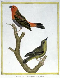 Wissenschaft. Zoologie. Haussperling von Ile de France. Gravur von Francois Nicolas Martinet in: Histoire naturelle des oiseaux, von Georges Louis Leclerc de Buffon, Frankreich, ca. 1777