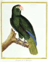 Wissenschaft. Zoologie. Papagei von Santo Domingo. Gravur von Francois Nicolas Martinet in: Histoire naturelle des oiseaux, von Georges Louis Leclerc de Buffon, Frankreich, ca. 1777